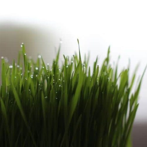 grama-de-milho-para-gatos